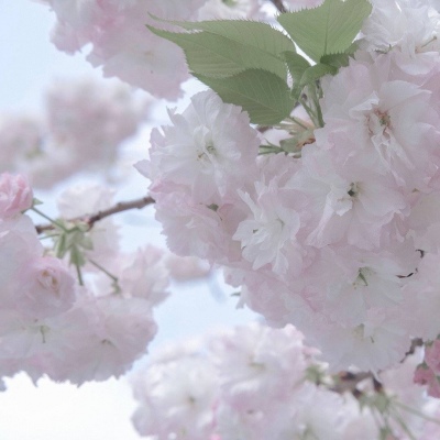 兽设自然元素结合福瑞群